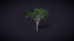 Cartoon Cartoon Eucalyptus Tree 3D Model