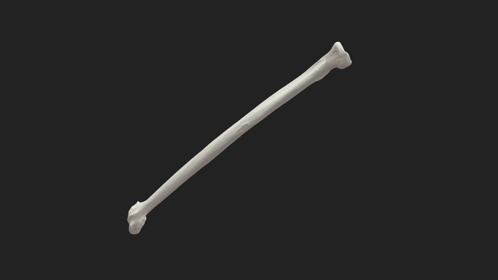 right radial bone (radius) of a cat

size of the specimen: 103 x 5.5 x 4 mm

3D scanning performed with the structured light scanner “Artec Micro” - radial bone (radius) cat - 3D model by vetanatMunich 3d model