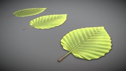 Hornbeam Leaf (Low-Poly) tree, green, plant, detail, leaf, high-poly, isolated, hornbeam, vis-all-3d, 3dhaupt, software-service-john-gmbh, blender3d, hornbeam-leaf, green-leaves, hornbeam-leaves, american-hornbeam, leaves-cut-out
