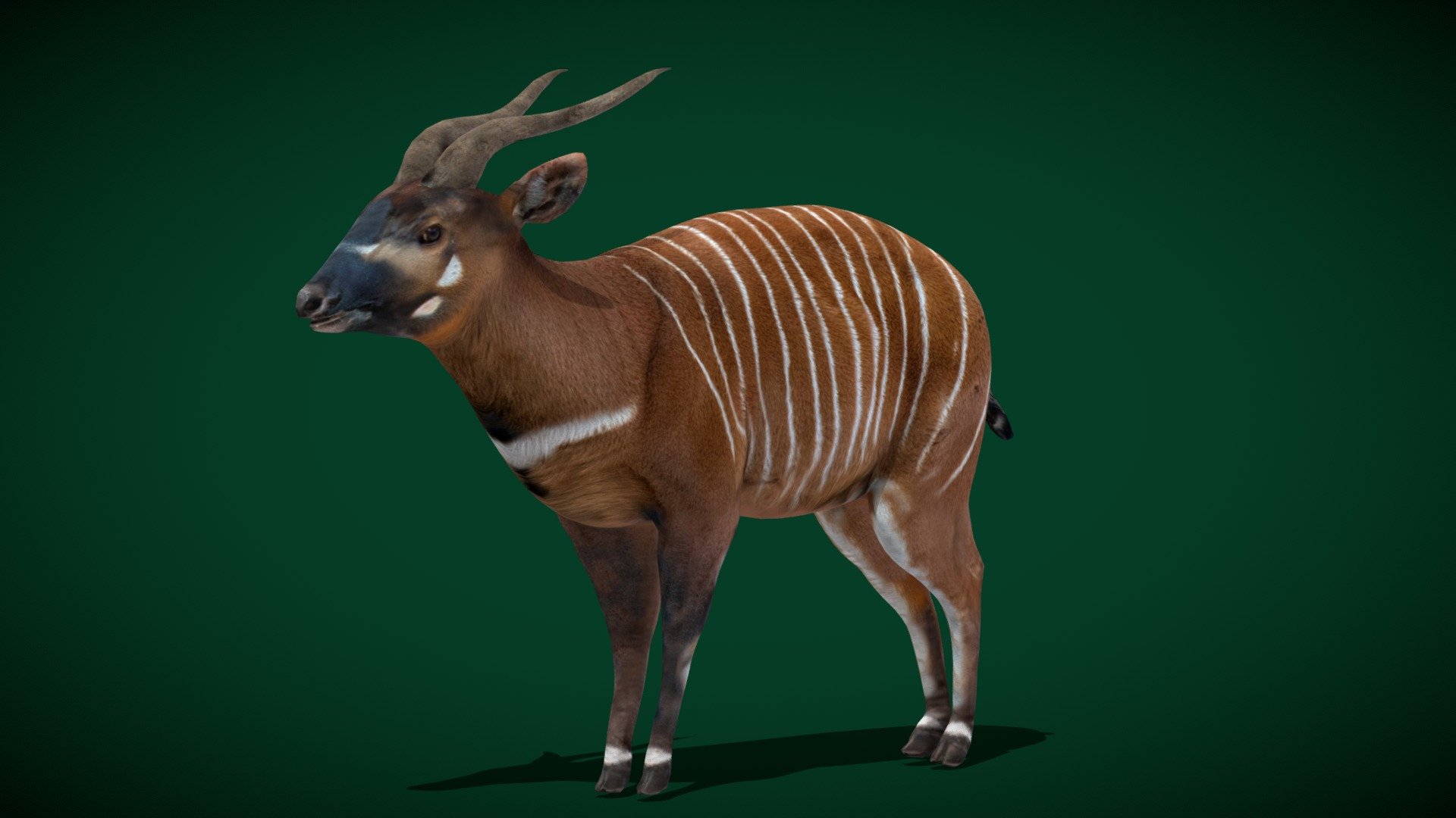 **Anyimals Blender Add on Assets Same Rigs Feather **




Eastern Bongo Antelope  (forest-dwelling antelope) Endangered, sub-Saharan Africa

Tragelaphus eurycerus Animal Mammal (  tragelaphid) Bovidae

1 Draw Calls

Lowpoly

Game Ready Asset

Subdivision Surface Ready

6 Animations

4K PBR Textures Materials

Unreal FBX (Unreal 4,5 Plus)

Unity FBX

Blend File 3.6.5 LTS

USDZ File (AR Ready). Real Scale Dimension (Xcode ,Reality Composer, Keynote Ready)

Textures Files

GLB File (Unreal 5.1 Plus Native Support)

Gltf File ( Spark AR, Lens Studio(SnapChat) , Effector(Tiktok) , Spline, Play Canvas,Omiverse ) Compatible

Triangles -11790

Faces     -6044

Edges     -12014

Vertices  -5975

Diffuse, Metallic, Roughness , Normal Map ,Specular Map,AO

The bongo is a large, mostly nocturnal, forest-dwelling antelope, native to sub-Saharan Africa. Bongos are characterised by a striking reddish-brown coat, black - Eastern Bongo Male Antelope  (Endangered) - Buy Royalty Free 3D model by Nyilonelycompany 3d model