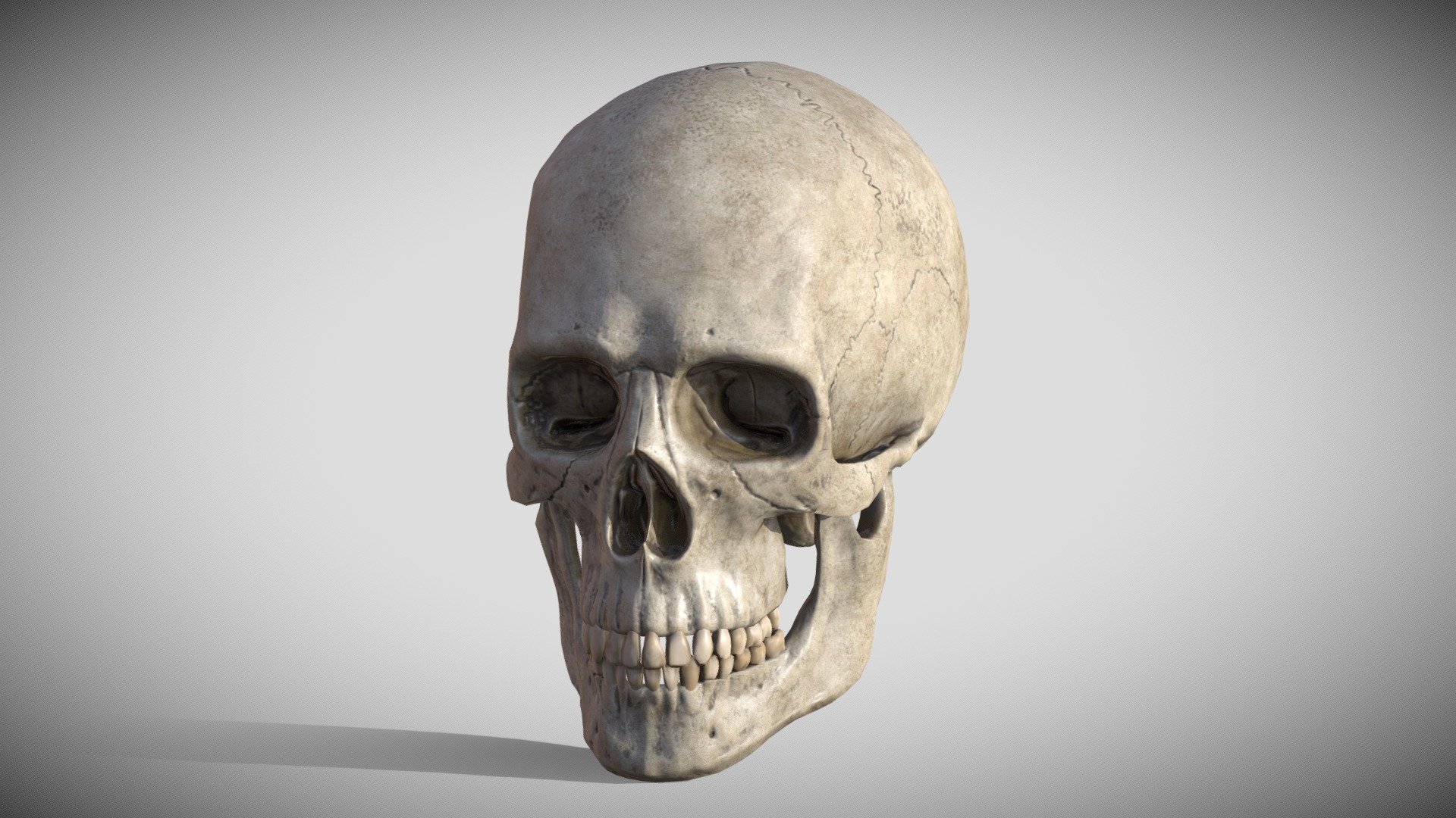 Sculpture of realistic human skull. originally made in ZBrush, Part of the big project - Male Skull - Buy Royalty Free 3D model by Matsuri 3d model