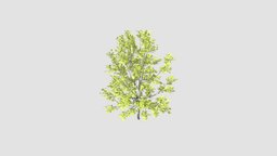 Quercus robur Concordia  v trees, tree, plant, v3, quercus, concordia, robur, 033, am136