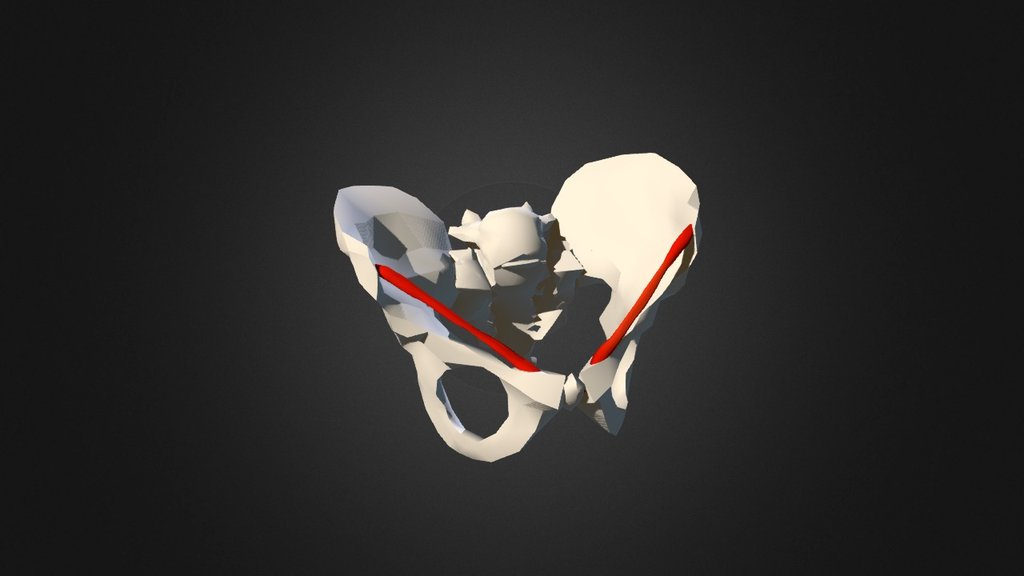 Inguinal Ligaments - 3D model by scottbreton 3d model
