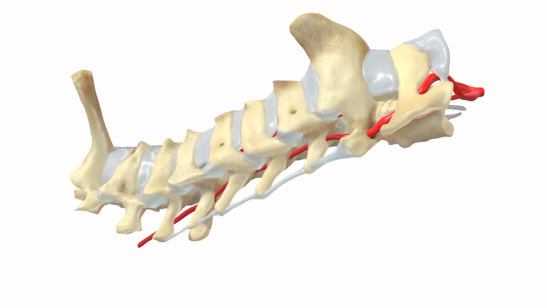 This model is a show case model of the project I am working on: a complete scientifically accurate anatomical rat model. In this slot I will add additional veins, arteries, nerves, ligaments and the multifidus muscles. When finished it will be for sale in several increments. 

These are the vertebrae of the neck, including the first two vertebrae of the torso, the T1 and T2. The colors you see are derived from the actual vertebrae I have here and although they are not completely accurate regarding place, they do show the placed where ligaments and muscles where attached. These vertebrae are part of an ongoing series of models regarding the neck and head of Rattus norvegicus 3d model