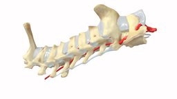 The vertebrae of the neck of Rattus norvegicus anatomy, vertebra, vertebrae, rattus_norvegicus, animal_anatomy