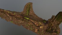 Fallen Tree 2 tree, log, mossy, photogrammetry