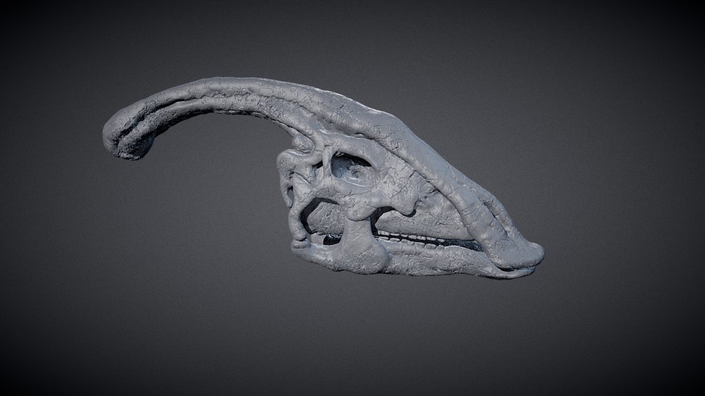 Promo: if you want to learn more about how to sculpt Animals and their Anatomy to create something like that head over to: https://www.patreon.com/tonyeight

Sculpted this Parasaurolophus skull last year around Inktober (october) time and I tohugt some of you might be interested in seeing it because right now it's Dinovember. Hope it's useful to some of you. :D - Parasaurolophus Skull - 3D model by tony-eight 3d model