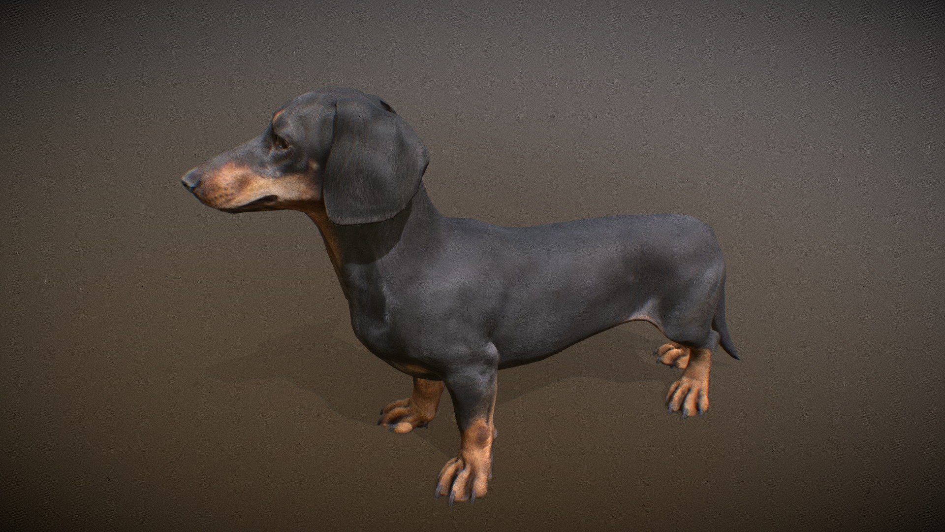 Animated realistic Dachshund with 81 animations authored at 60fps and 4k textures.

Note: Preview uses lower-res mesh (LOD1), 1K textures and only a few of the full set animations.

Get our animal in full detail, 4K textures and check the full list of animations.

Features:




Dachshund model

Animations authored at 60 fps

All animations available with and without the root motion

uncompressed 4K Textures

3ds Max and Maya animation rig

LODs
 - Animalia - Dachshund - 3D model by GiM (@GamesInMotion) 3d model