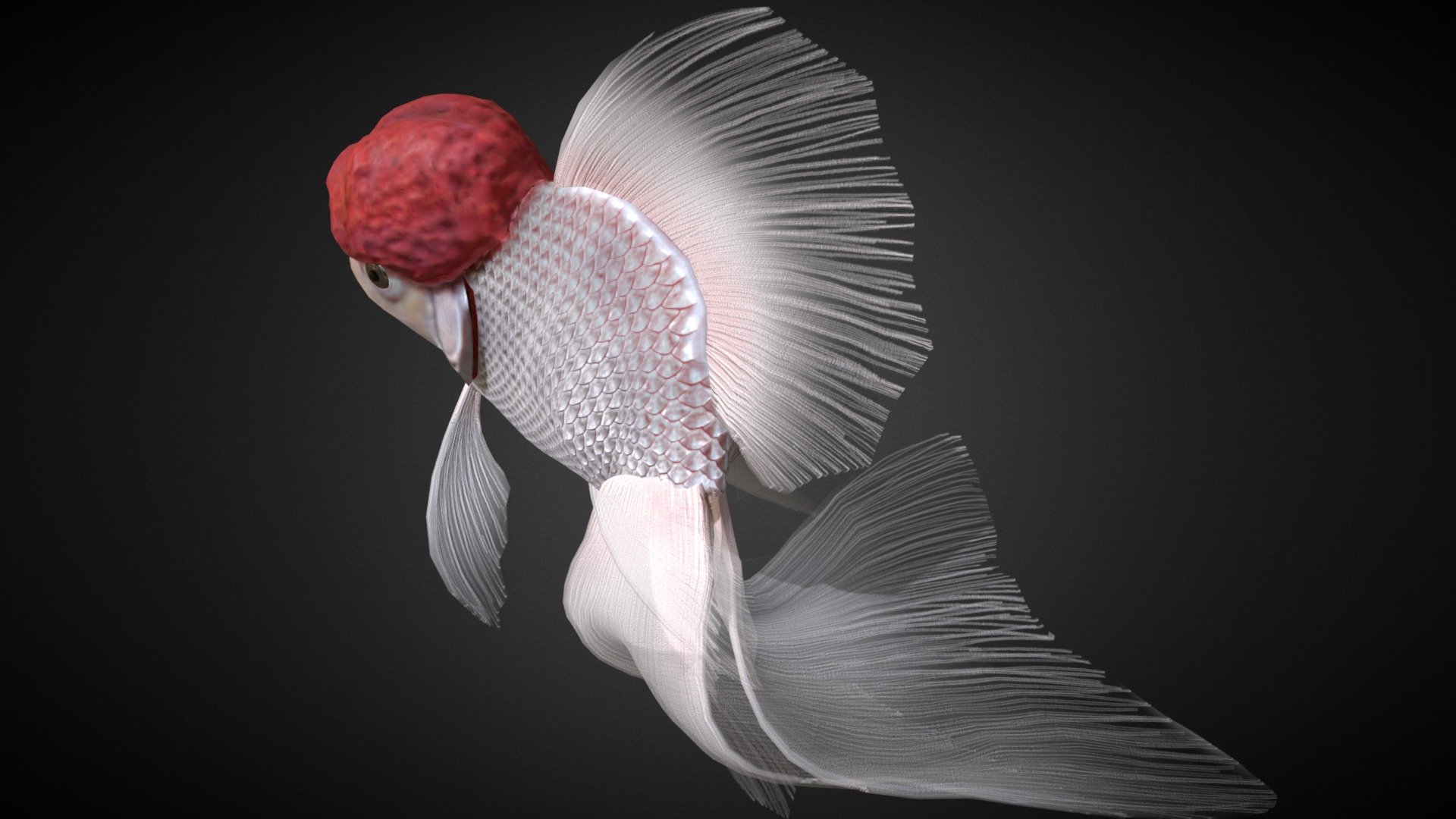 Fully textured and rigged Redcap Oranda goldfish model with sample animation.

Redcap Oranda as the name suggests is a breed of goldfish with silver body and red wen which resembles a cap attached to its head.  Known as Tancho goldfish in Japan, this breed and rest of Oranda goldfishes actually have nothing to do with the country of Netherlands (Holland, where the word Oranda came from).

So I wanted to show off the long transparent fins, resulting in the rear view sexy shot for thumbnail.  Please spin it around to also see its cute wen covered face!


Sculpting, modeling, rigging, animation done in Blender
Texturing done in Substance Painter

All C&amp;C are welcome!  Let me know what you think! - Redcap Oranda goldfish - Download Free 3D model by somitsu 3d model
