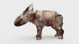 Javan Rhino Calf rhinoceros, javan_rhino, rhinoceros-sondaicus-sondaicus, animal