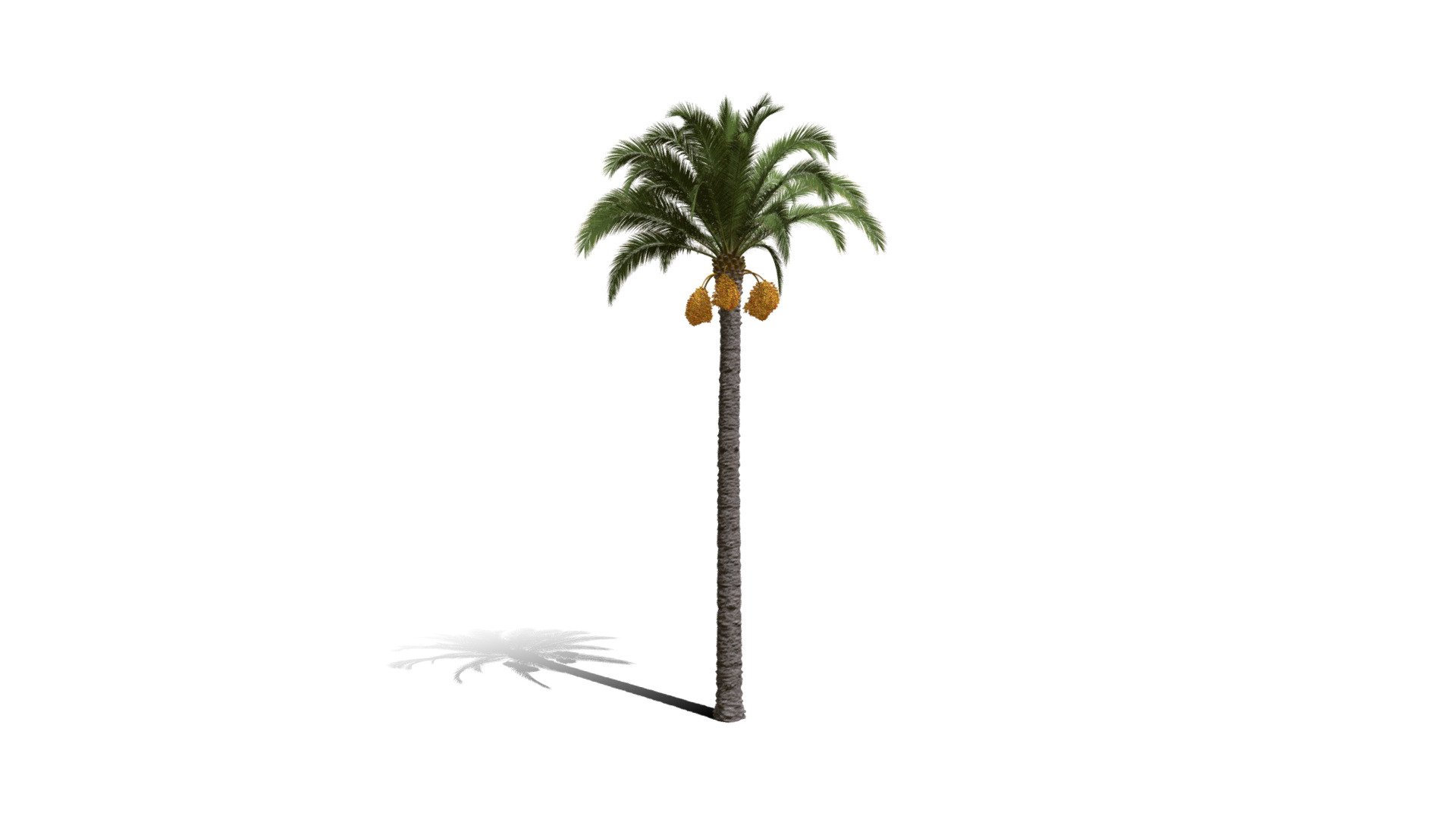 Model specs:





Species Latin name: Phoenix canariensis




Species Common name: Canary Island date palm




Preset name: Urban 2 mat 100




Maturity stage: Old




Health stage: Thriving




Season stage: Spring




Leaves count: 26898




Height: 15.7 meters




LODs included: Yes




Mesh type: static




Vertex colors: (R) Material blending, (A) Ambient occlusion



Better used for Hi Poly workflows!

Species description:





Origin: Africa




Biomes: Savana,Scrubland,Desert




Climatic Zones: Mediterranean,Subtropical,Tropical




Plant type: Palm



This PlantCatalog mesh was exported at 40% of its maximum mesh resolution. With the full PlantCatalog, customize hundreds of procedural models + apply wind animations + convert to native shaders and a lot more: https://info.e-onsoftware.com/plantcatalog/ - Realistic HD Canary Island date palm (15/40) - Buy Royalty Free 3D model by PlantCatalog 3d model