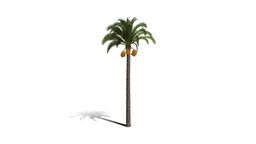 Realistic HD Canary Island date palm (15/40) trees, tree, plant, plants, africa, palm, desert, outdoor, foliage, nature, savana, scrubland