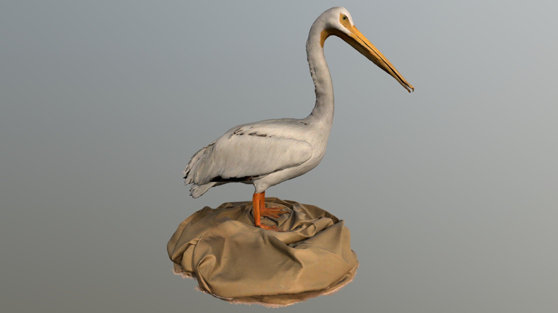 A taxidermic mount of an American white pelican (Pelecanus erythrorhynchos) 3d model