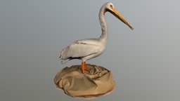 American White Pelican bird, taxidermy, pelicaniformes
