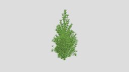Pinus sylvestris 32 AM219 Archmodel trees, tree, plant, forest, plants, foliage, greenery, sylvestris, pinus, coniferous, archmodels, 3d, model