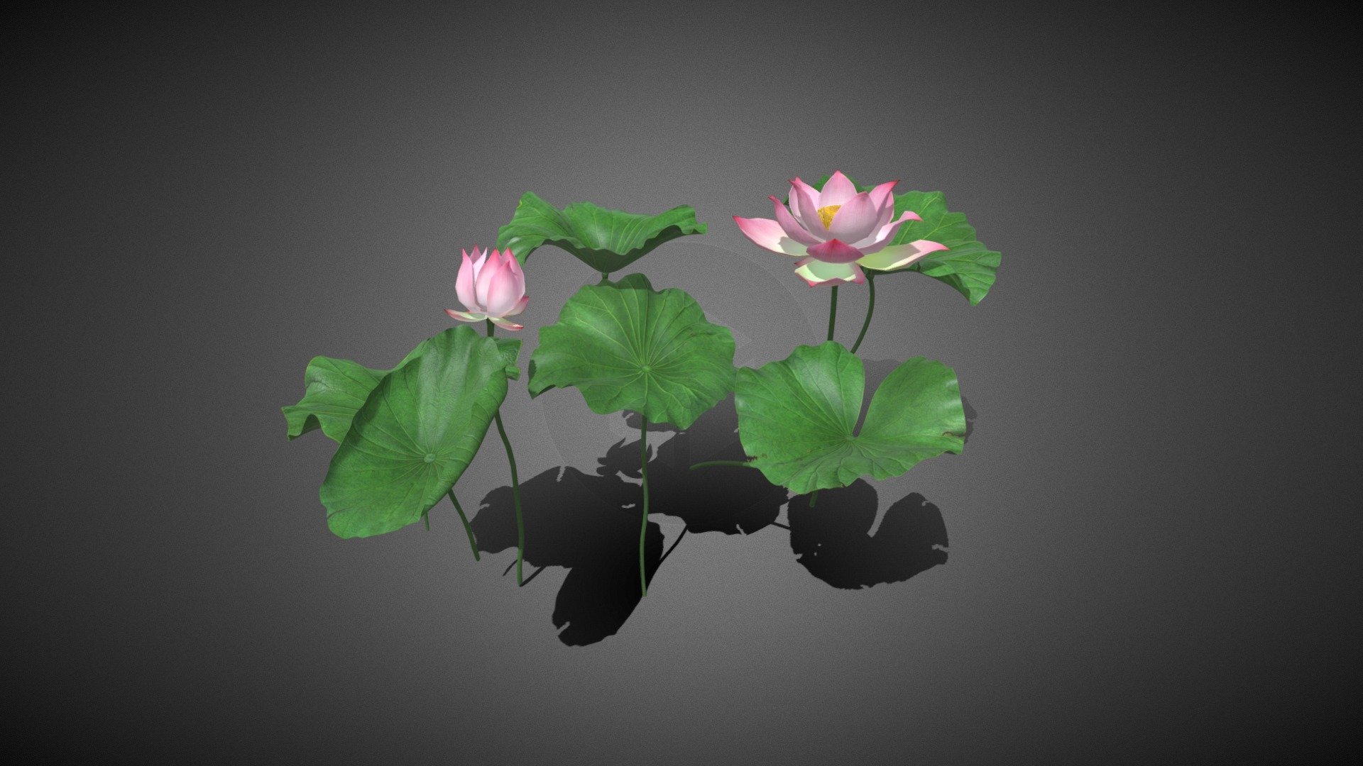 Lotus - Lotus - Buy Royalty Free 3D model by misitewang 3d model