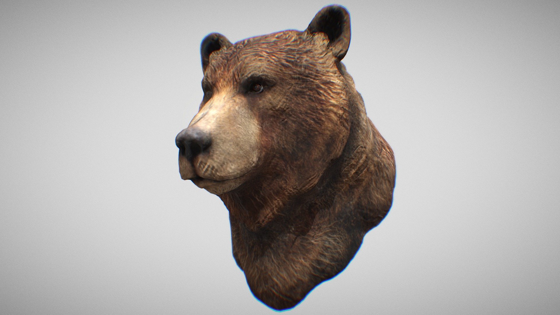 The grizzly bear (Ursus arctos horribilis), also known as the North American brown bear or simply grizzly, is a large population or subspecies of the brown bear inhabiting North America.

https://en.wikipedia.org/wiki/Grizzly_bear

A bust sculpted and polypaint textured in zbrush. A full body sculpt and manual retopo/UV coming soon.

see more of my work on my website and instagram:

https://www.tomjohnsonart.co.uk/

https://www.instagram.com/tomjohnsonart/ - Grizzly Bear - Buy Royalty Free 3D model by Tom Johnson (@Brigyon) 3d model
