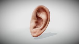 Ear Model ear, low, poly, human