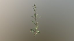 Rosemary plant, garden, prop, cuisine, rustic, herb, kitchen, nature, cooking, rosemary, countryside, substane-painter, seasoning, asset, blender