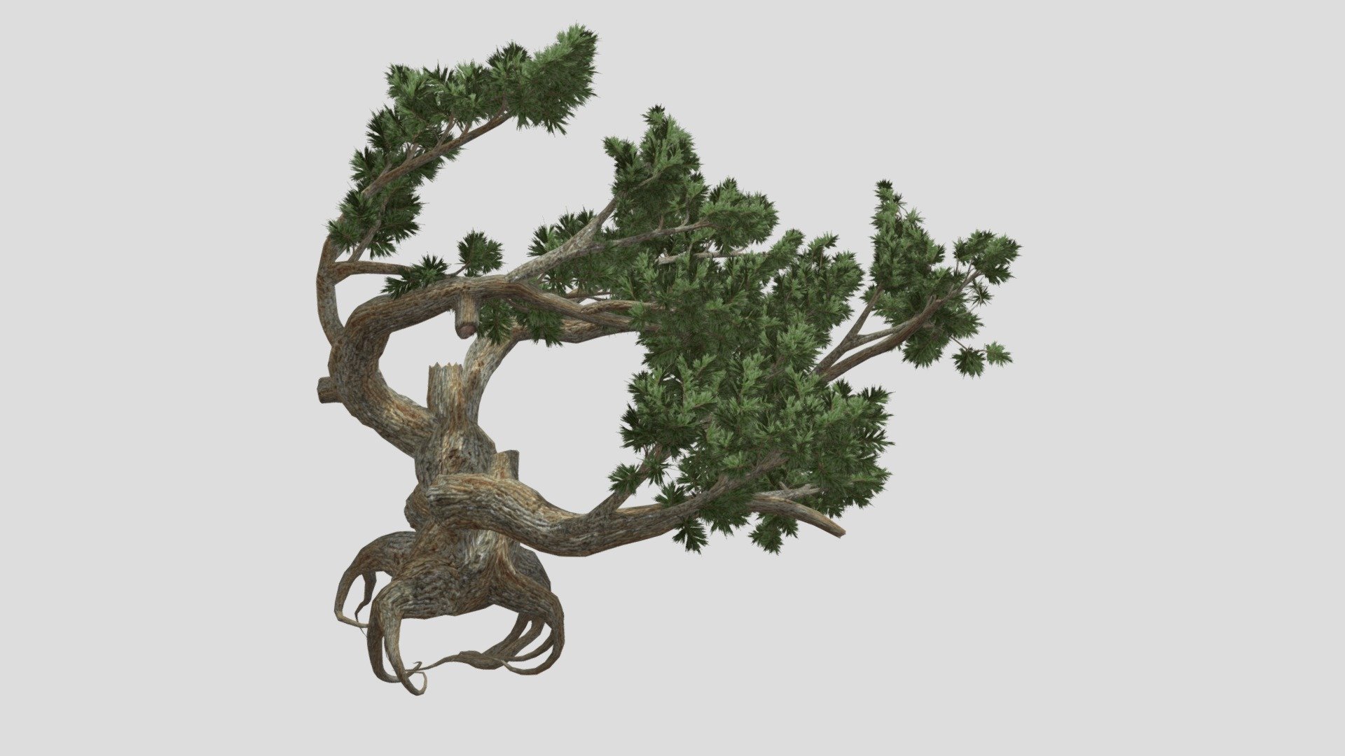 Jeffrey Pine. Yellow and black are North American pine. It is primarily found in California, but also in westernmost Nevada, southwestern Oregon, and northern Baja California 3d model
