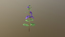 Ground Ivy flora, ivy, flower, garden, noai, groundivy, ground_ivy, forest_plant, purple_flower