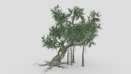 Chinese Banyan Tree- S9 Rev