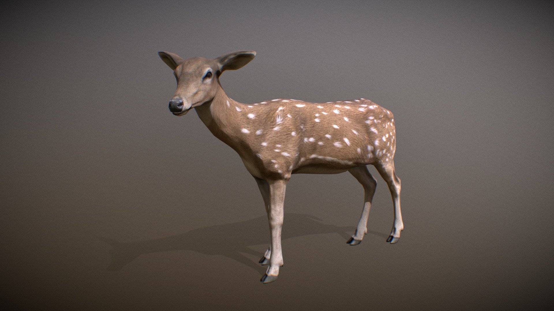 Animated realistic female Chital with bone mesh, 84 animations authored at 60fps and 4k textures.

Note: Preview uses lower-res mesh (LOD1), 1K textures and only a few of the full set animations.

Get our animal in full detail, 4K textures and check the full list of animations.

Features:




female Chital model

bone mesh

Animations authored at 60 fps

All animations available with and without the root motion

uncompressed 4K Textures

3ds Max and Maya animation rig

LODs
 - Animalia - Chital (female) - 3D model by GiM (@GamesInMotion) 3d model