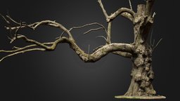 Chestnut tree (photogrammetry) tree, forest, trunk, chestnut, wood