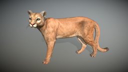 Animalia quadruped, puma, cougar, gim, mountain-lion, animalia, animal, animated