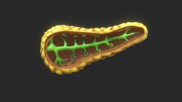 Human Pancreas Anatomy organ, cross, anatomy, biology, system, operation, section, fat, protein, realistic, surgery, medicine, bile, digestive, pancreas, enzyme, amylase, structure, medical, human