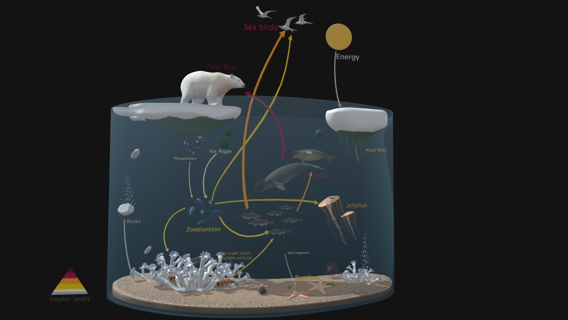 MA Biodesign - Mapping Knowledge - Ecosystems - Arctic Ecosystem - 3D model by gokcenyuksek 3d model