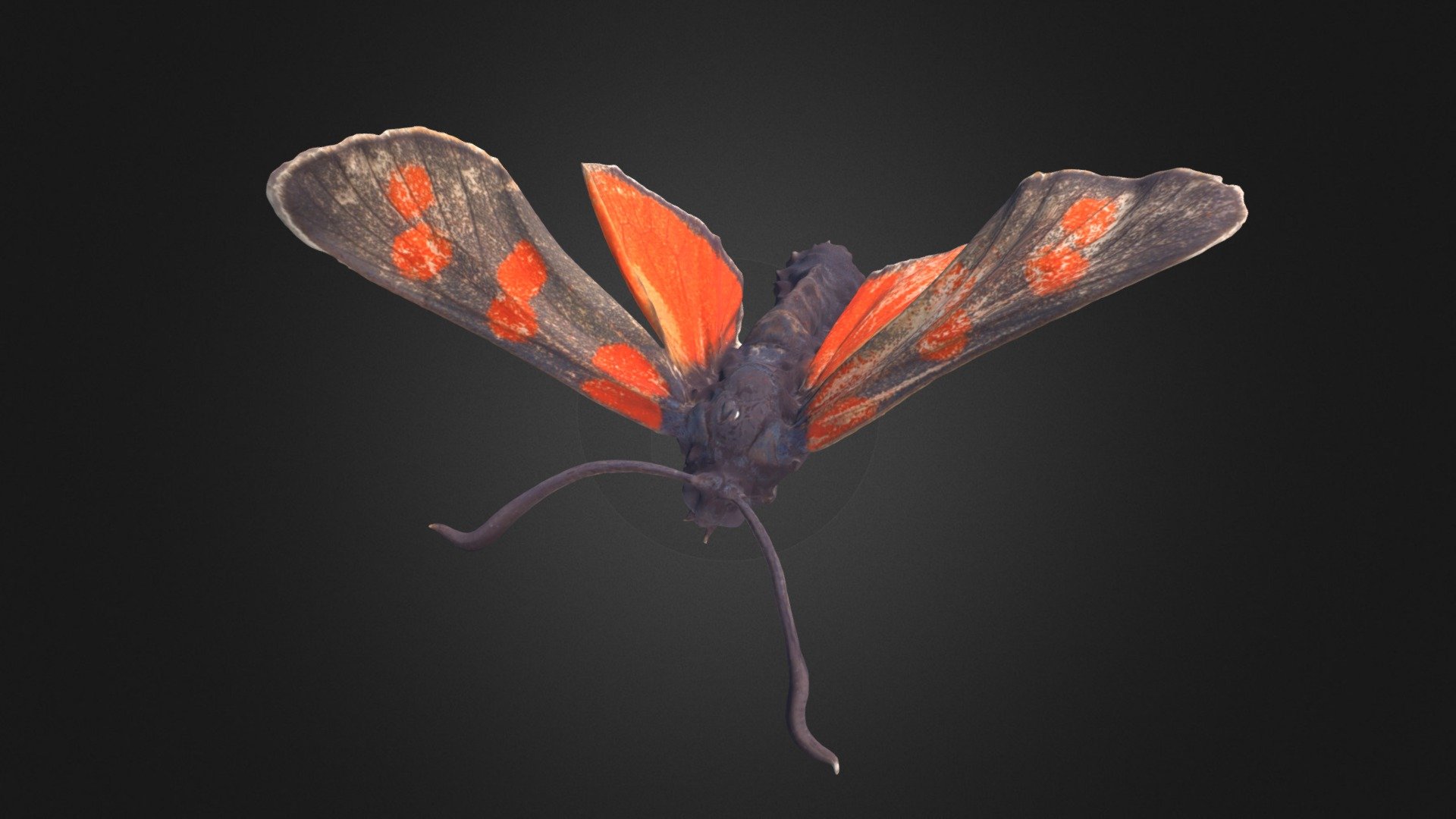 This butterly was scanned with DISC3D: https://zookeys.pensoft.net/article/24584/ - Zygaena filipendulae - Download Free 3D model by Digital Archive of Natural History (DiNArDa) (@disc3d) 3d model