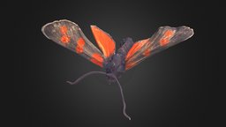 Zygaena filipendulae insect, butterfly, disc3d