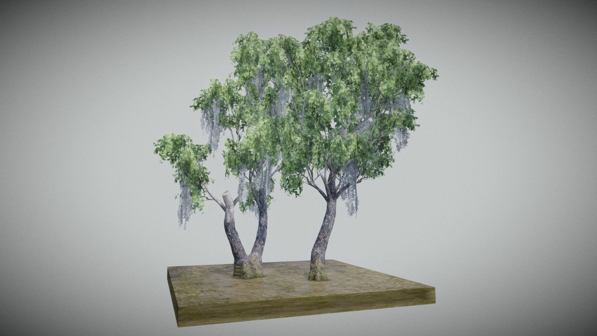 A game ready ash tree created for swampy biomes. Part of a larger set 3d model