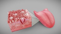 3D Anatomical Tongue with cross-section organ, mouth, cross, biology, vray, section, tongue, parts, obj, vr, ar, bio, fbx, realistic, science, part, anatomical, bud, glands, maya, 3d, 3dsmax, 3dsmaxpublisher, pbr, model, 3ds, medical, human, c4d, , salivary, intrinsic, circumvallate, fungiform, noai, vallate, papila, tast