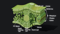 Leaf Cross Section Anatomy organ, green, plant, cross, anatomy, biology, organism, system, section, cell, vessel, leaf, cells, carbon, oxygen, nature, parenchyma, palisade, epidermis, spongy, xylem, cuticle, mesophyll, stoma, pholem, collenchyma