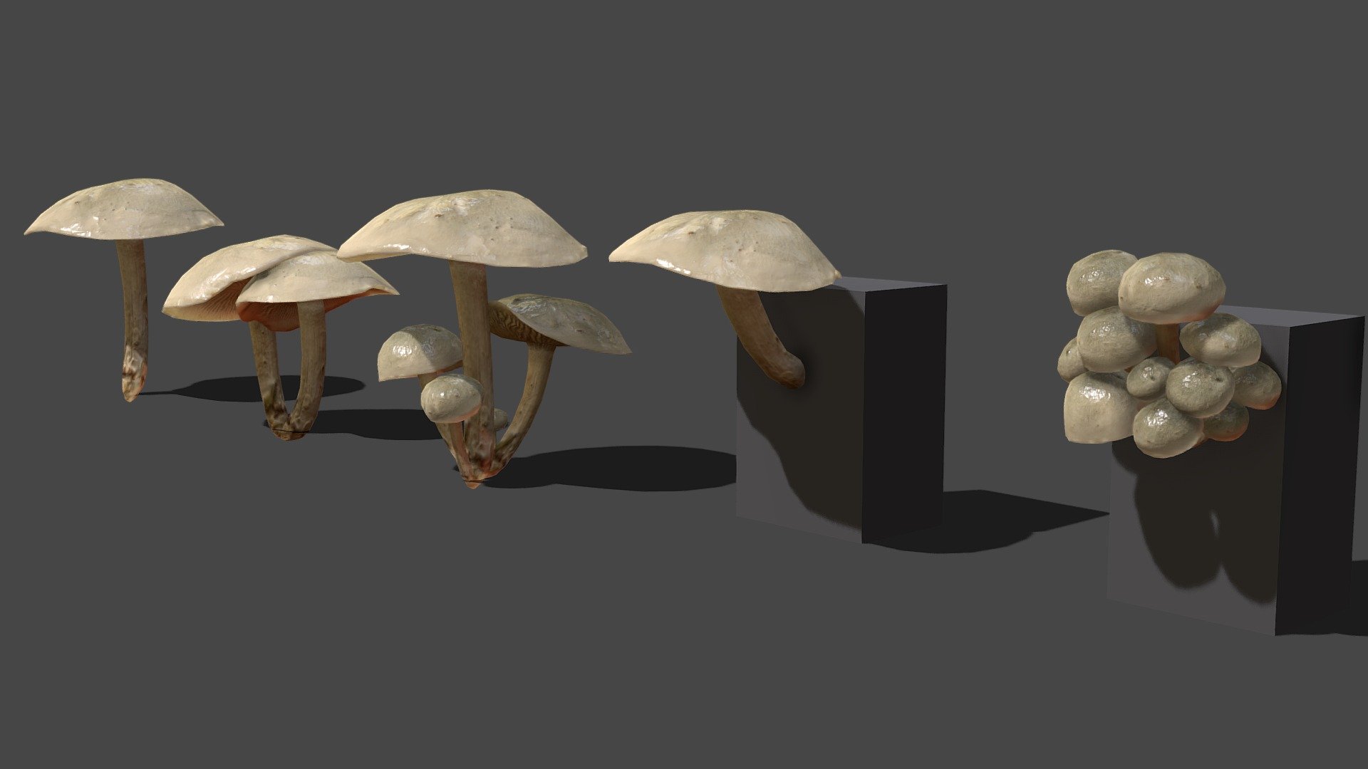 Mushoom number 11


Contains 5 Variations of the same mesh


One mushrooms

Triangles 902‬/ Vertices 453

2k sized texture (base color, roughness, normal map, translucent, subsurface)

Quad topology (easily subdivided)




Contains the raw scans in the additional file (obj format)



Also available in this pack



Made with Metashape, Blender, Materialize and Subtance painter



If you have any questions, contact me here:

zacxophone3d@gmail.com


 - Mushroom_11 - Buy Royalty Free 3D model by Zacxophone 3d model
