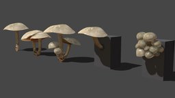 Mushroom_11
