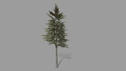 Pine tree low-poly tree, plant, tall, forest, pine, vegetation, pinecone, low-poly, lowpoly, gamemodel, leaves