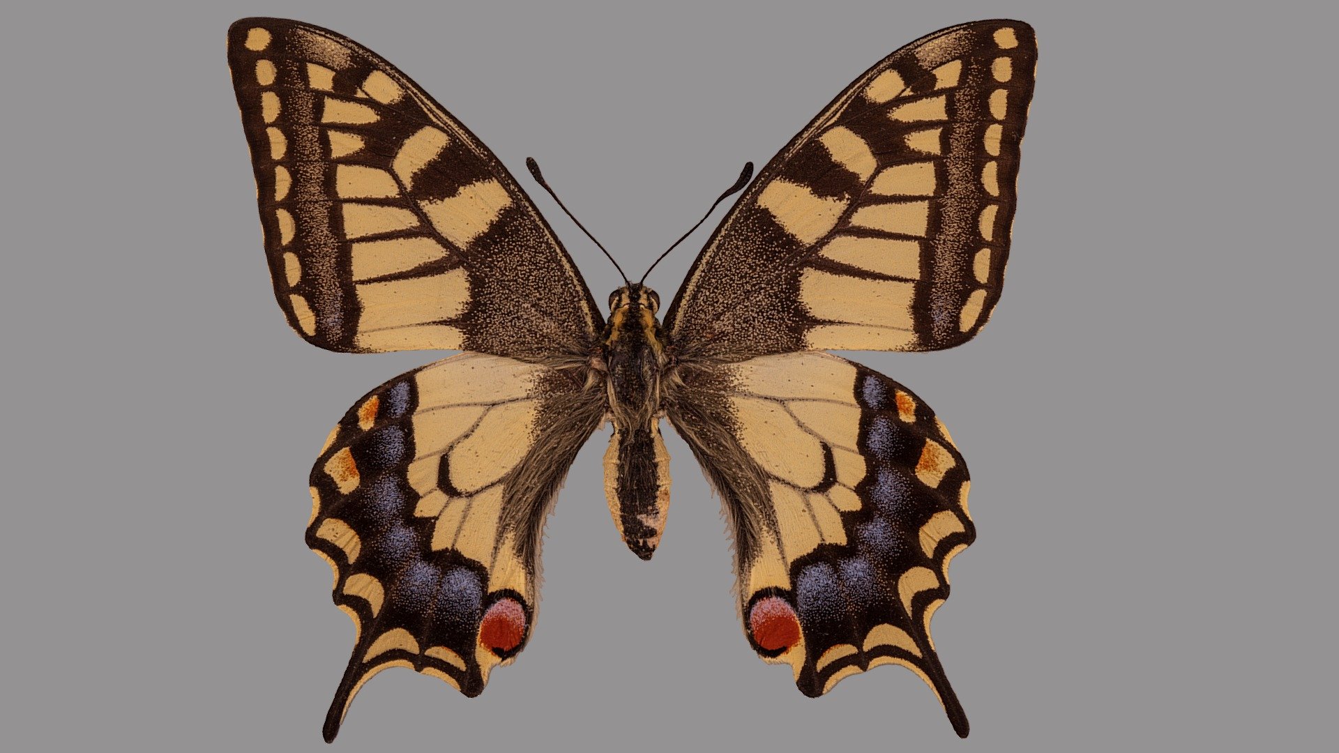 Papilio machaon - 3D model by VirNat 3d model