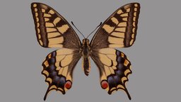 Papilio machaon metashape, agisoft