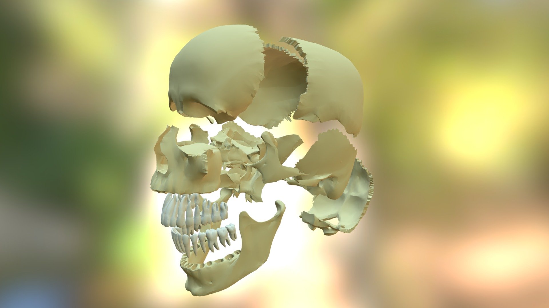 A medical model of a skull. In this case, &ldquo;articulated
