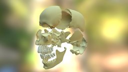 Skull Articulated skeleton, anatomy, teeth, head, educational, skull, medical, human