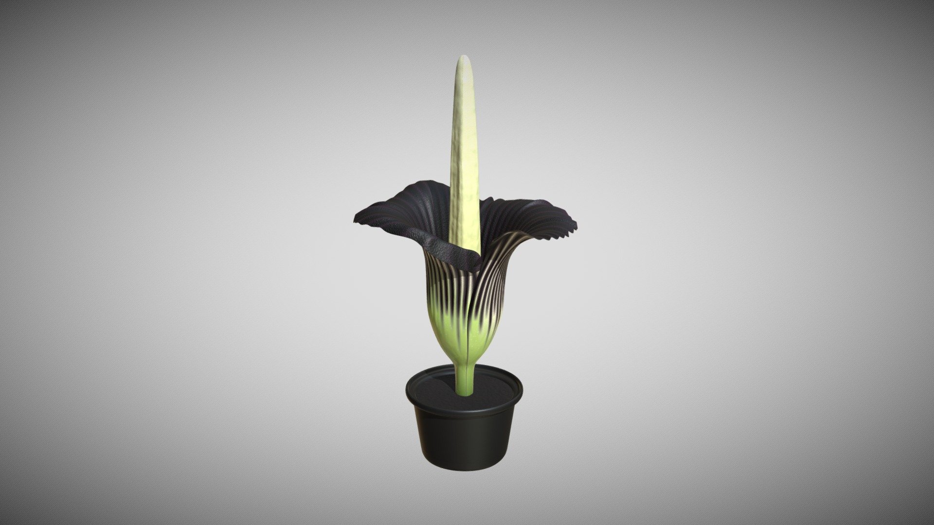 3D model of an Amorphophallus titanum, a flowering plant also known as the Titan arum, or corpse flower.
This plant has the largest unbranched inflorescence in the world. 
Whole model is textured, with fully unwrapped UVs. 4096x4096 PNG texture maps are provided (color, ambient occlusion, roughness, normal).
Model consists of 46561 faces and 46649 vertices. 
Model is carefully shaped with accurate proportions. Clean and optimised topology is used for maximum polygon efficiency 3d model