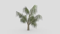 Weeping Willow Tree-06