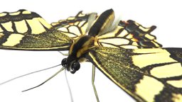 Butterfly Swallowtails of Japan