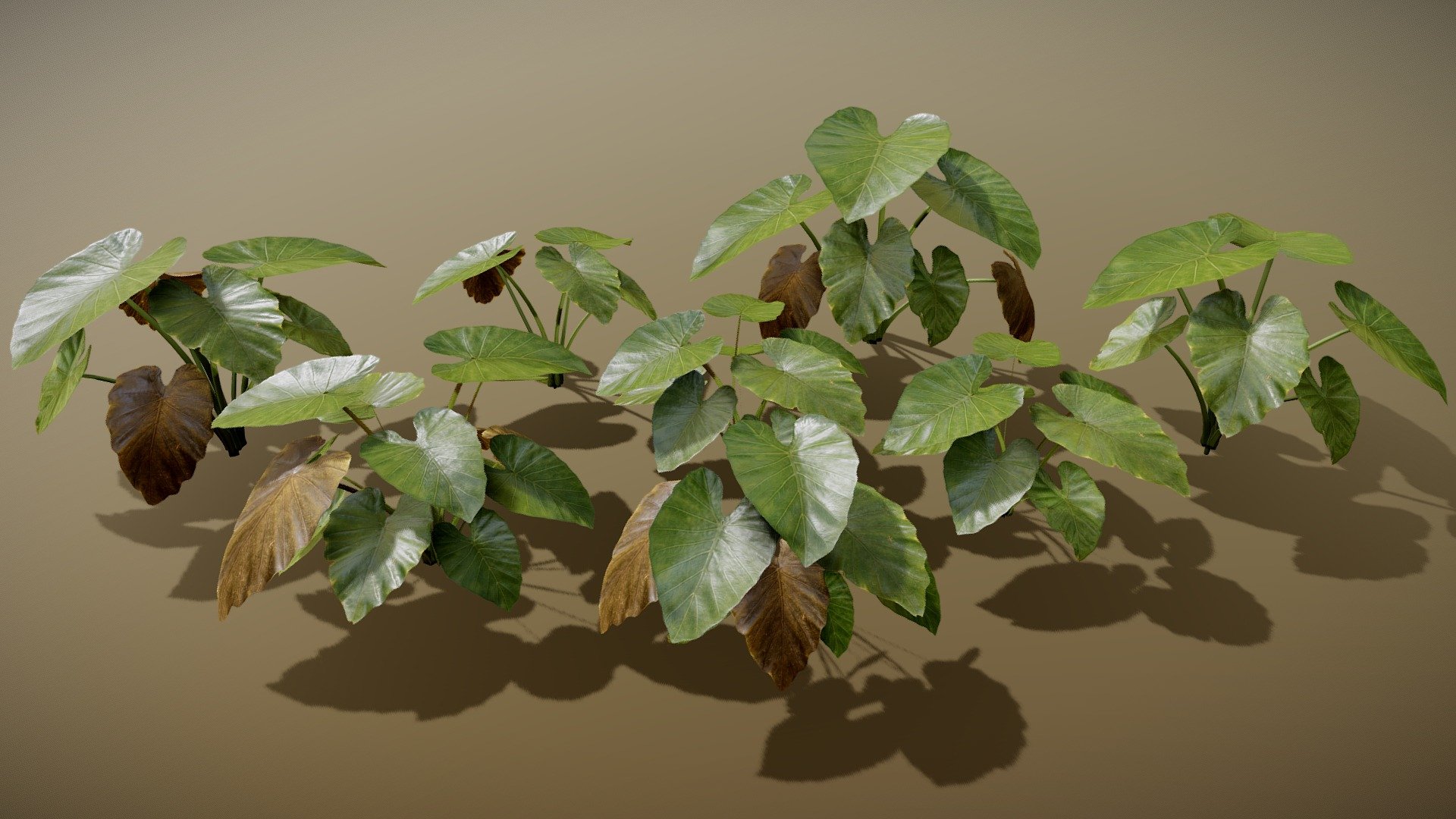 This package contains 8 variations. 4 variations with low geometry and 4 with an extra material and 3D branches.

Details

Game Ready asset

LODs

Textures are 4K resolution (albedo .tif with alpha channel)

8 variations

Maps Sample: https://imgur.com/Zr7m7Vi

If you need more information about how my LODs works visit my instagram account! https://www.instagram.com/p/BxbIK8tBWzZ/

Contact me for any issue or questions! https://www.artstation.com/bpaul/profile - Elephant Ear - Buy Royalty Free 3D model by Paul (@nathan.d1563) 3d model