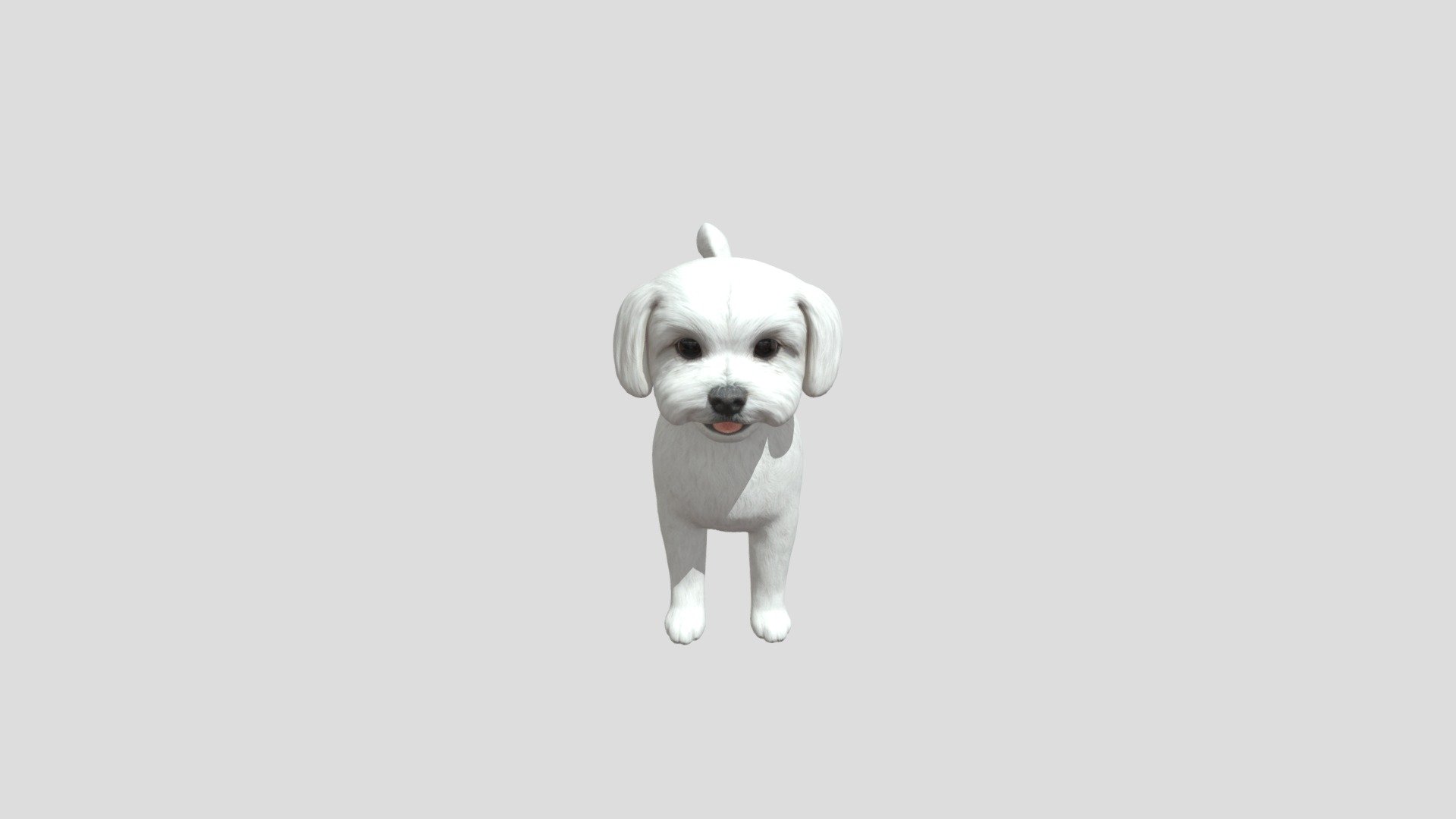 realistic animal Dog ( Maltese ) zoo animated - Maltese - Buy Royalty Free 3D model by Phil3D (@philosophie) 3d model