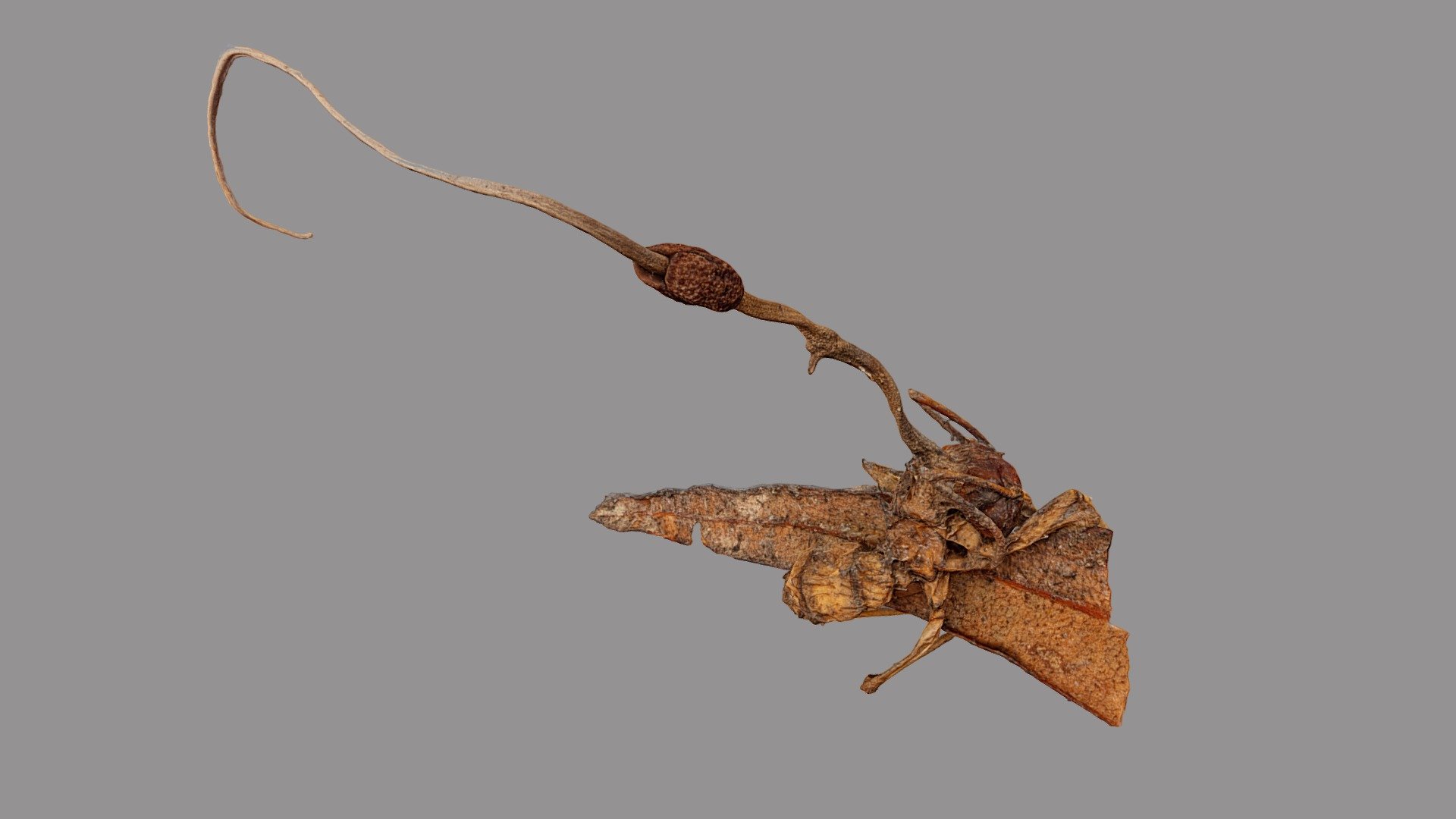 Ophiocordyceps unilateralis - 3D model by VirNat 3d model