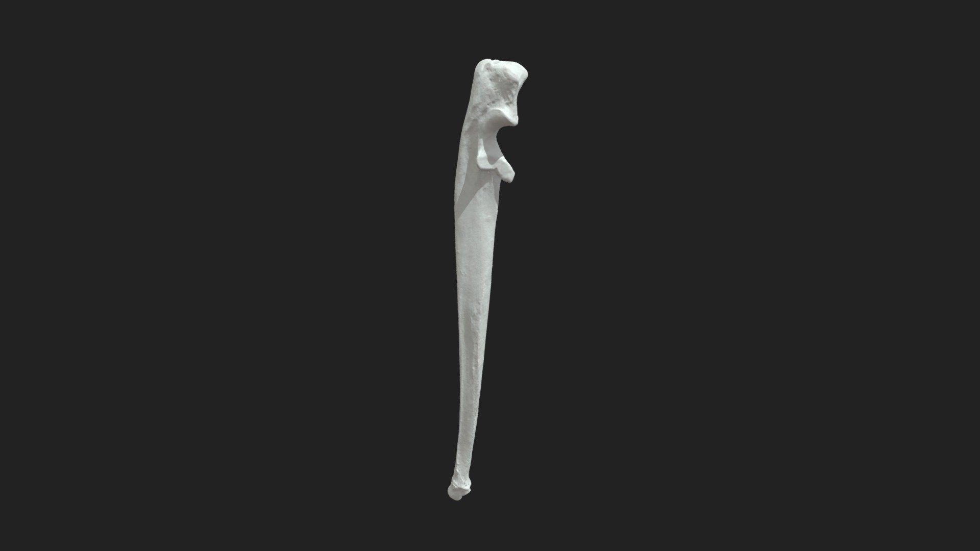 right ulna (ulna) of a cat

size of the specimen: 91 x 9 x 7 mm

3D scanning performed with the structured light scanner “Artec Space Spider” - ulna (ulna) cat - 3D model by vetanatMunich 3d model